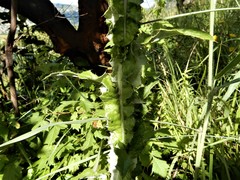 Berkheya rhapontica