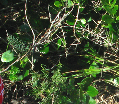 Asparagus densiflorus