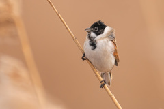Reed Bunting photo 5