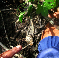 Asparagus densiflorus