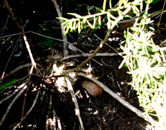 Asparagus densiflorus