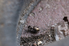Notiophilus