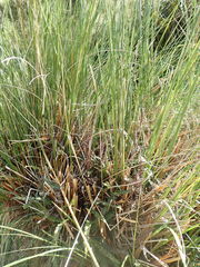 Chionochloa rigida rigida