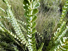 Lopholaena segmentata