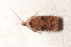 Agonopterix purpurea