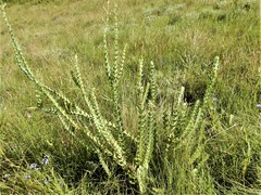 Lopholaena segmentata