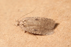Agonopterix subpropinquella