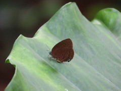 Arhopala major major