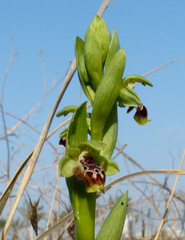 Ophrys umbilicata flavomarginata