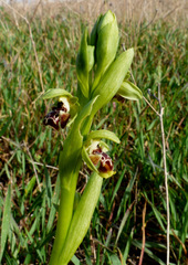 Ophrys umbilicata flavomarginata