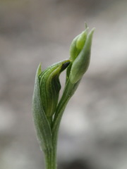 Pterostylis parviflora