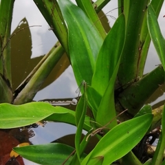 Pseudagrion microcephalum