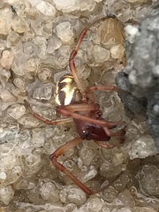 Phonognatha