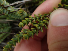 Veronica epacridea