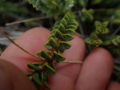 Veronica epacridea