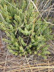 Veronica epacridea