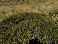 Veronica pauciramosa