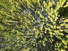 Veronica pauciramosa