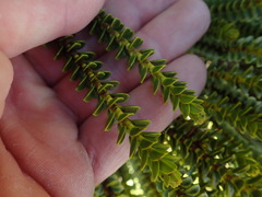 Veronica pauciramosa