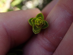 Veronica pauciramosa