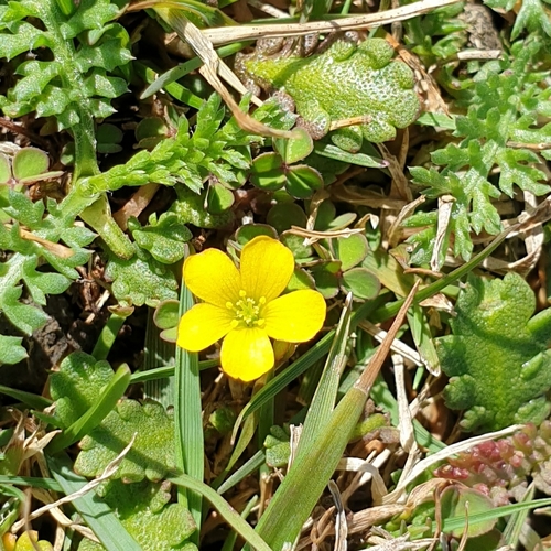 Oxalis exilis