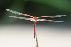 Tramea transmarina euryale
