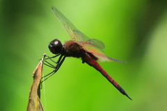 Tramea transmarina euryale