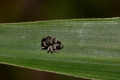 Trigonopterus squamosus