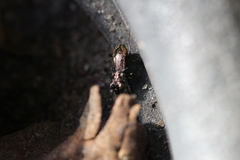 Notiophilus