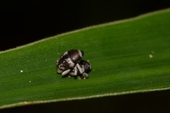 Trigonopterus squamosus
