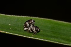 Trigonopterus squamosus