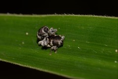Trigonopterus squamosus