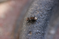 Notiophilus