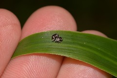 Trigonopterus squamosus
