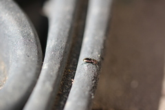 Notiophilus