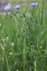 Linum austriacum
