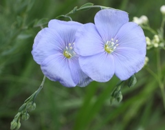 Linum austriacum