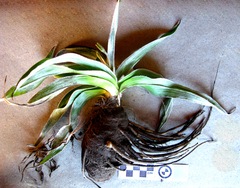 Hypoxis stellipilis