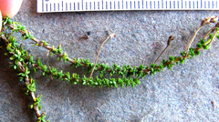 Jamesbrittenia microphylla