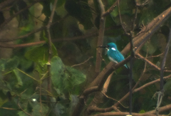 Alcedo coerulescens