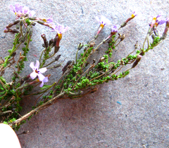 Jamesbrittenia microphylla