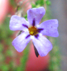 Jamesbrittenia microphylla