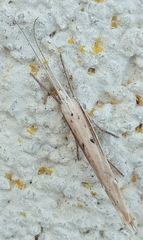 Ypsolopha mucronella