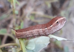 Hippotion boerhaviae