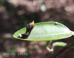 Papilio