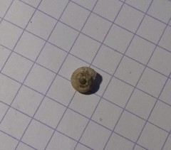 Backeljaia gigaxii