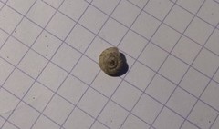 Backeljaia gigaxii