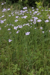 Linum nervosum