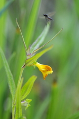 Melampyrum sylvaticum