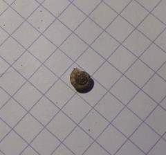 Backeljaia gigaxii